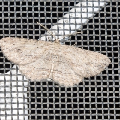 Ectropis excursaria (Common Bark Moth) at Higgins, ACT - 14 Apr 2019 by AlisonMilton