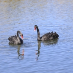 Cygnus atratus (Black Swan) at Gungahlin, ACT - 1 Sep 2019 by AlisonMilton