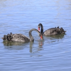 Cygnus atratus at Gungahlin, ACT - 1 Sep 2019 01:42 PM