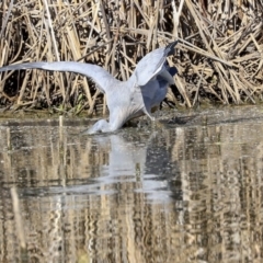 Egretta novaehollandiae (White-faced Heron) at Gungahlin, ACT - 1 Sep 2019 by Alison Milton