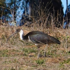 Threskiornis spinicollis (Straw-necked Ibis) at Hughes, ACT - 31 Aug 2019 by JackyF