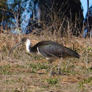 Threskiornis spinicollis at Hughes, ACT - 1 Sep 2019