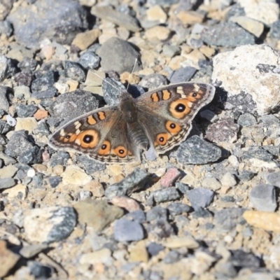 Junonia villida (Meadow Argus) at Gungahlin, ACT - 1 Sep 2019 by AlisonMilton