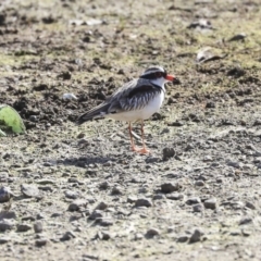 Charadrius melanops (Black-fronted Dotterel) at Ngunnawal, ACT - 1 Sep 2019 by AlisonMilton