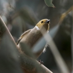 Ptilotula penicillata (White-plumed Honeyeater) at Nicholls, ACT - 1 Sep 2019 by Alison Milton