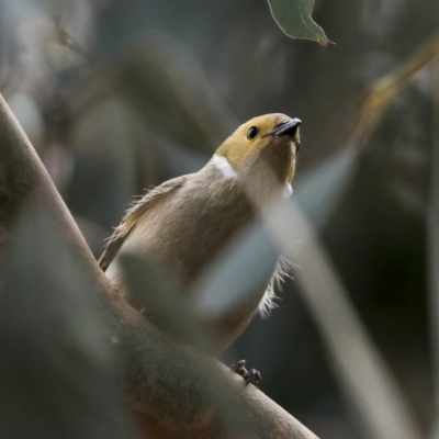 Ptilotula penicillata (White-plumed Honeyeater) at Nicholls, ACT - 1 Sep 2019 by AlisonMilton