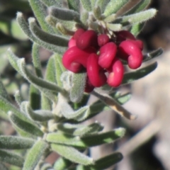 Grevillea lanigera (Woolly Grevillea) at Booth, ACT - 1 Sep 2019 by IdleWanderer