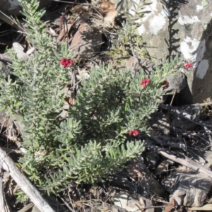 Grevillea lanigera at Booth, ACT - 1 Sep 2019 01:30 PM