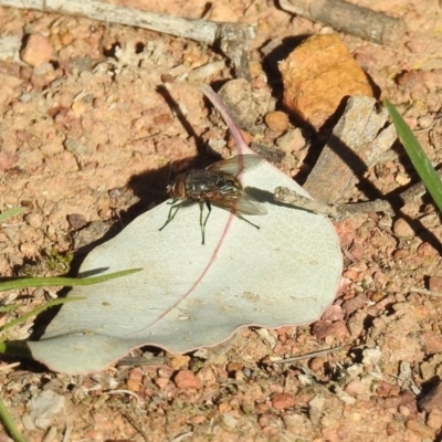 Calliphora sp. (genus) (Unidentified blowfly) at Mount Ainslie - 1 Sep 2019 by RodDeb