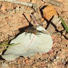 Calliphora sp. (genus) at Majura, ACT - 1 Sep 2019