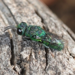 Chrysididae (family) (Cuckoo wasp or Emerald wasp) at Casey, ACT - 1 Sep 2019 by Harrisi