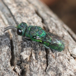 Chrysididae (family) at Casey, ACT - 1 Sep 2019