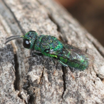 Chrysididae (family) (Cuckoo wasp or Emerald wasp) at Casey, ACT - 1 Sep 2019 by Harrisi