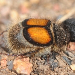 Liparetrus discipennis (A chafer beetle) at Casey, ACT - 1 Sep 2019 by Harrisi