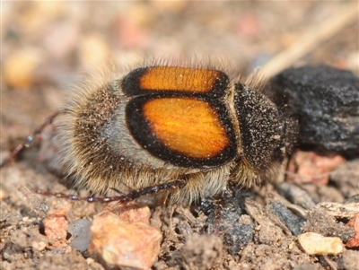 Liparetrus discipennis (A chafer beetle) at Casey, ACT - 1 Sep 2019 by Harrisi