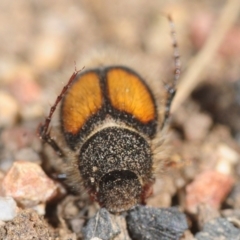 Liparetrus discipennis at Casey, ACT - 1 Sep 2019