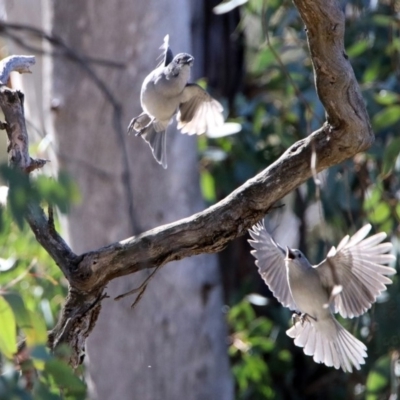 Colluricincla harmonica (Grey Shrikethrush) at Majura, ACT - 1 Sep 2019 by RodDeb