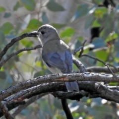 Colluricincla harmonica at Majura, ACT - 1 Sep 2019