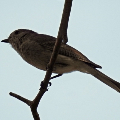 Pachycephala pectoralis (Golden Whistler) at Majura, ACT - 1 Sep 2019 by RodDeb