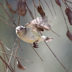 Smicrornis brevirostris (Weebill) at Majura, ACT - 1 Sep 2019 by RodDeb