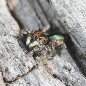 Maratus chrysomelas at Casey, ACT - 1 Sep 2019