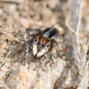 Maratus chrysomelas at Casey, ACT - 1 Sep 2019