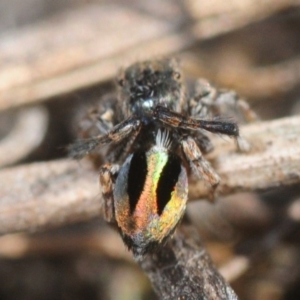 Maratus chrysomelas at Casey, ACT - 1 Sep 2019