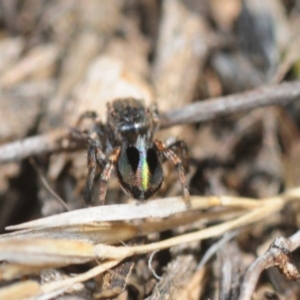 Maratus chrysomelas at Casey, ACT - 1 Sep 2019