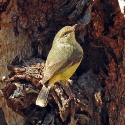 Acanthiza reguloides (Buff-rumped Thornbill) at Majura, ACT - 1 Sep 2019 by RodDeb