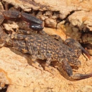 Lychas marmoreus at Casey, ACT - 1 Sep 2019 12:33 PM