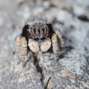 Maratus vespertilio at Karabar, NSW - suppressed