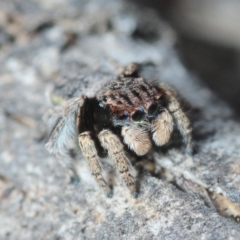 Maratus vespertilio at Karabar, NSW - suppressed