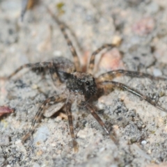 Lycosidae (family) (Unidentified wolf spider) at Karabar, NSW - 1 Sep 2019 by Harrisi
