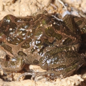 Limnodynastes tasmaniensis at Crace, ACT - 23 Aug 2019 10:35 AM