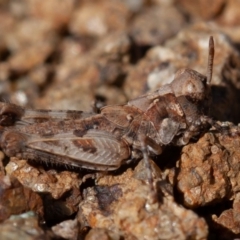 Pycnostictus sp. (genus) (A bandwing grasshopper) at Woodstock Nature Reserve - 1 Sep 2019 by rawshorty