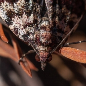 Dichromodes disputata at Stromlo, ACT - 1 Sep 2019