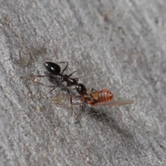 Myrmecorhynchus emeryi (Possum Ant) at Hackett, ACT - 28 Aug 2019 by TimL