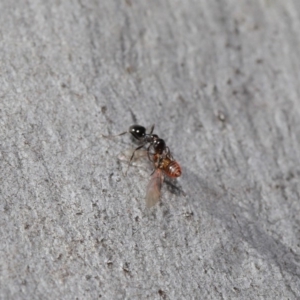 Myrmecorhynchus emeryi at Hackett, ACT - 28 Aug 2019 12:54 PM