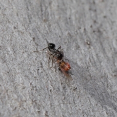 Myrmecorhynchus emeryi at Hackett, ACT - 28 Aug 2019