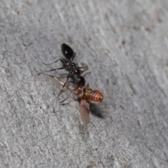 Myrmecorhynchus emeryi at Hackett, ACT - 28 Aug 2019 12:54 PM