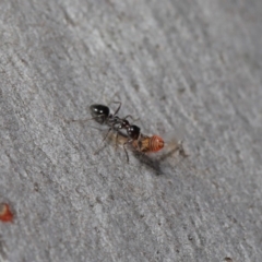 Myrmecorhynchus emeryi at Hackett, ACT - 28 Aug 2019 12:54 PM