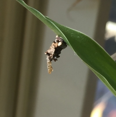 Psychidae (family) MATURE (Case Moth) at Mirador, NSW - 2 Sep 2019 by hynesker1234