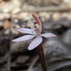 Caladenia fuscata at Aranda, ACT - 1 Sep 2019