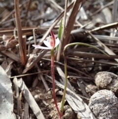 Caladenia fuscata at Aranda, ACT - 1 Sep 2019