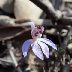 Cyanicula caerulea (Blue Fingers, Blue Fairies) at Aranda, ACT - 1 Sep 2019 by CathB