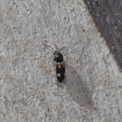 Austrocardiophorus assimilis (Click beetle) at Acton, ACT - 28 Aug 2019 by TimL