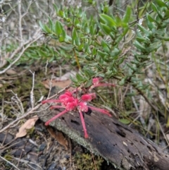 Grevillea baueri subsp. asperula (Bauer's Grevillea) at Tianjara, NSW - 31 Aug 2019 by MattM