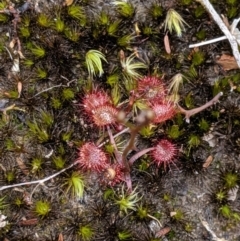 Drosera pygmaea at Morton National Park - 31 Aug 2019 by MattM