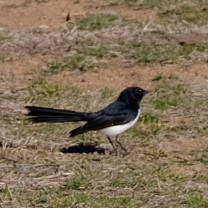 Rhipidura leucophrys at Dunlop, ACT - 2 Sep 2019