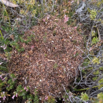Iridomyrmex sp. (genus) (Ant) at Tianjara, NSW - 31 Aug 2019 by MattM